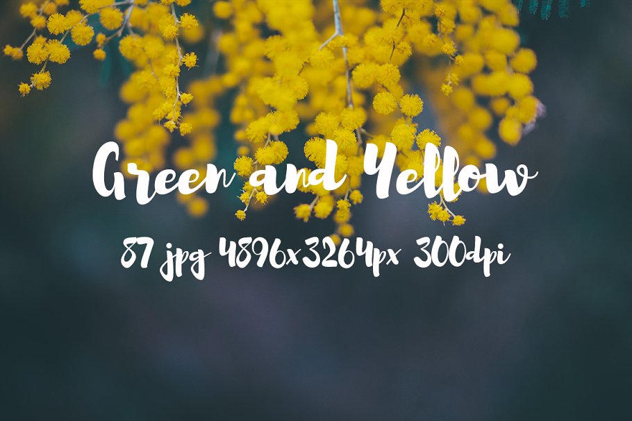 绿色和黄色植物花卉摄影照片集 Green and yellow photo pack插图(9)