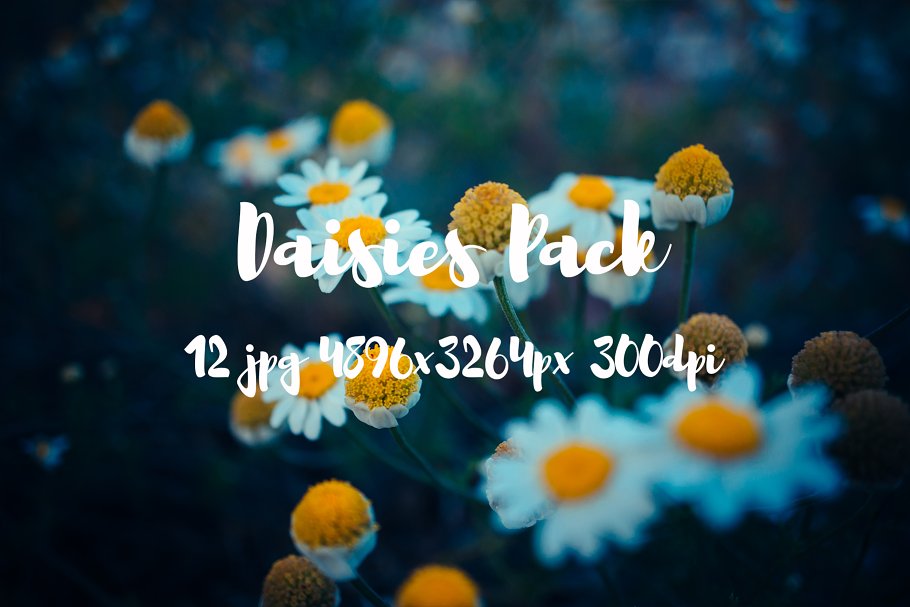 野花花卉特写镜头高清照片素材 Daisies Pack photo pack插图(3)