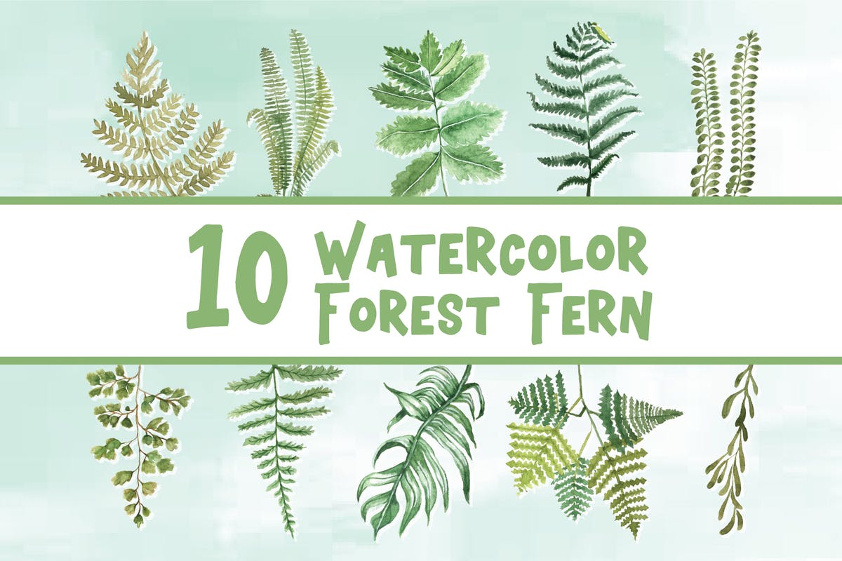 10款绿色蕨类植物水彩插画合集 10 Watercolor Forest Fern Illustration Graphics插图