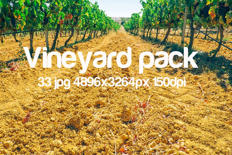 葡萄园主题高清照片合集 Vineyard photo bundle插图