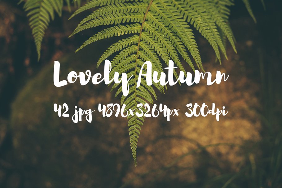 可爱秋天主题高清照片素材 Lovely autumn photo bundle插图13