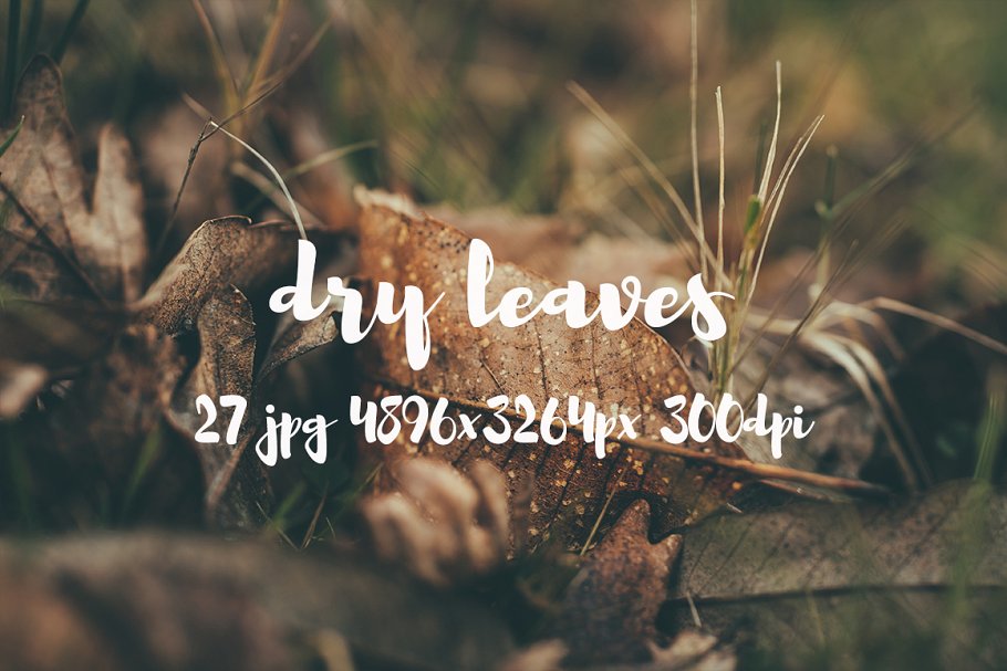 枯叶落叶高清照片素材 Dry leaves photo pack插图(10)