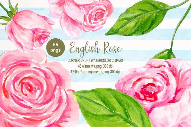 英国玫瑰水彩剪贴画素材 Watercolor Clipart English Rose插图3