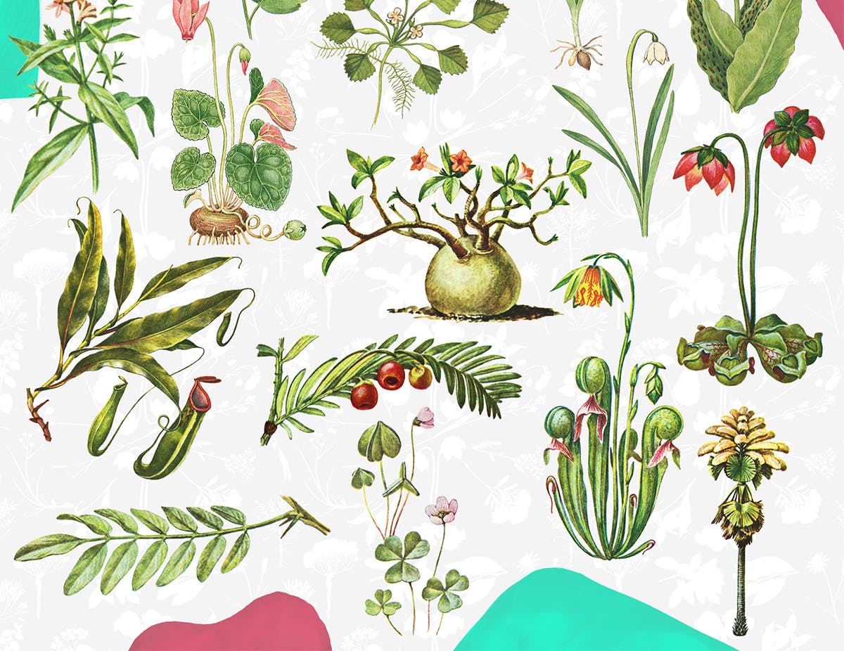 45款植物水彩手绘插画PNG素材 Dryad – Botanical Illustrations插图(3)