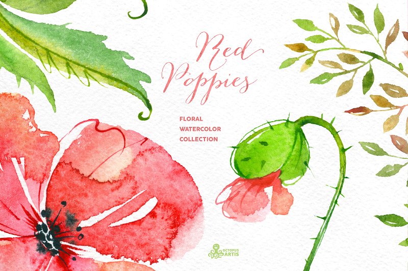 红色手绘水彩罂粟花卉元素 Red Poppies. Floral collection插图2
