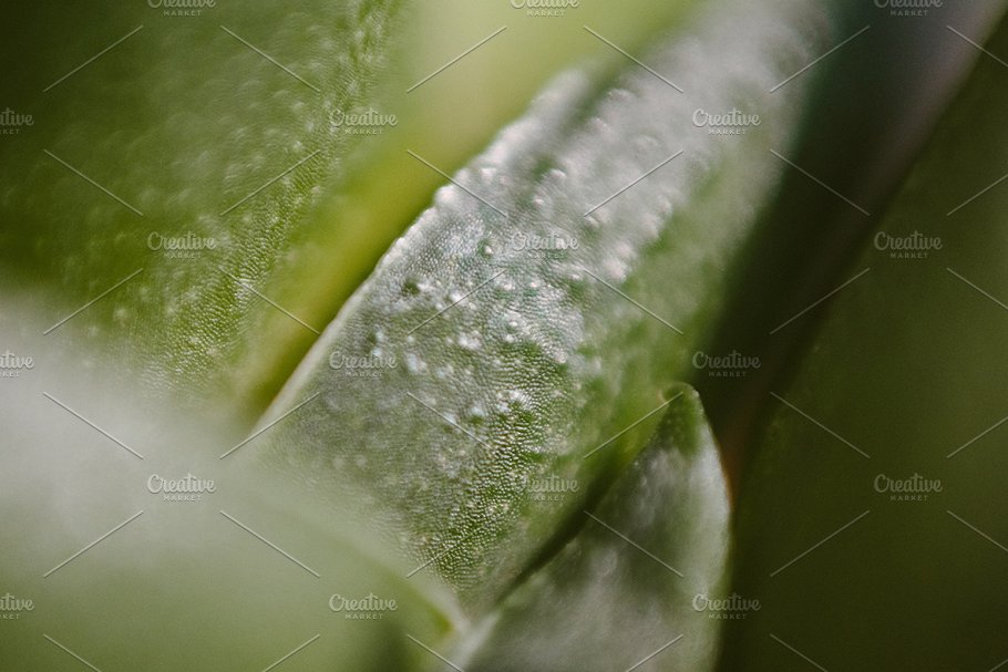 植物花卉特写镜头高清照片素材 Organic 2插图16