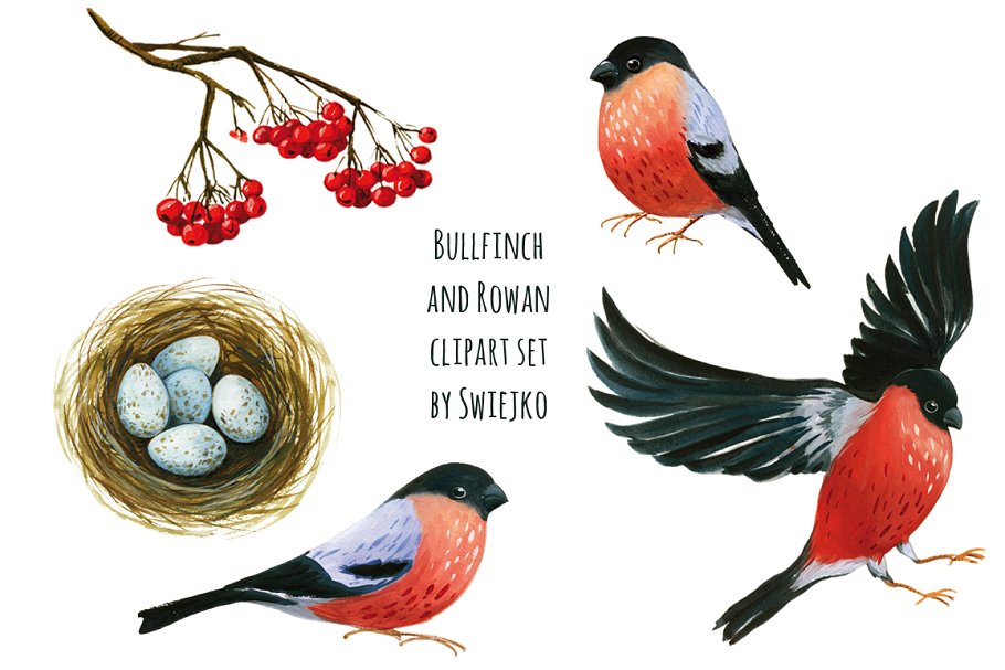 红腹灰雀和花楸浆果水彩剪贴画 Bullfinch and Rowan clipart插图(1)