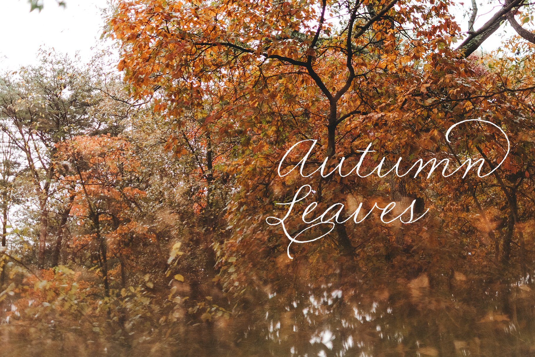 一组秋天落叶背景集  Autumn Leaves Collection插图