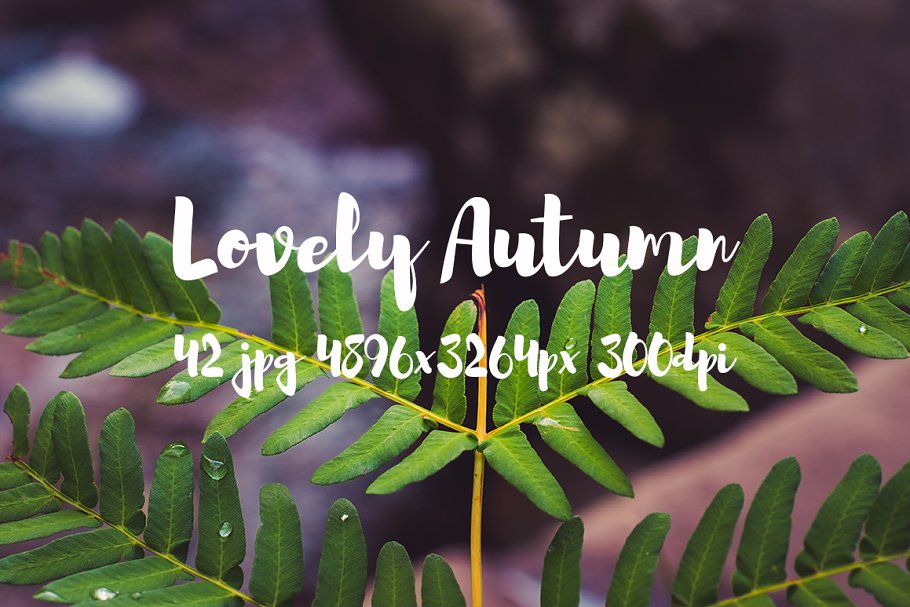 可爱秋天主题高清照片素材 Lovely autumn photo bundle插图(14)