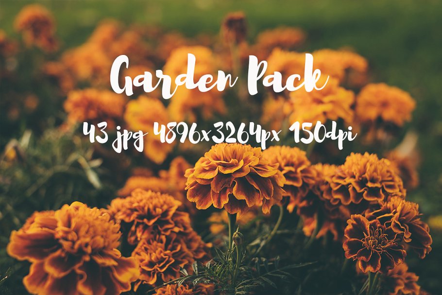 花园植物花卉高清照片合集 Garden photo Pack插图6
