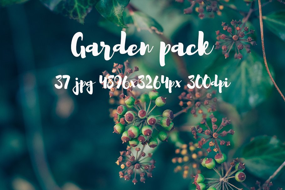 花园花卉植物高清照片素材 Garden photo Pack III插图(18)