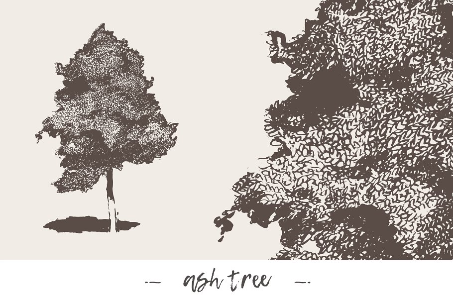 各种树木手绘矢量图形合集 Big collection of high detail trees插图2