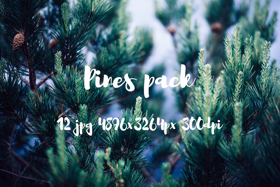 高清松树林照片素材包 Pines photo pack插图7