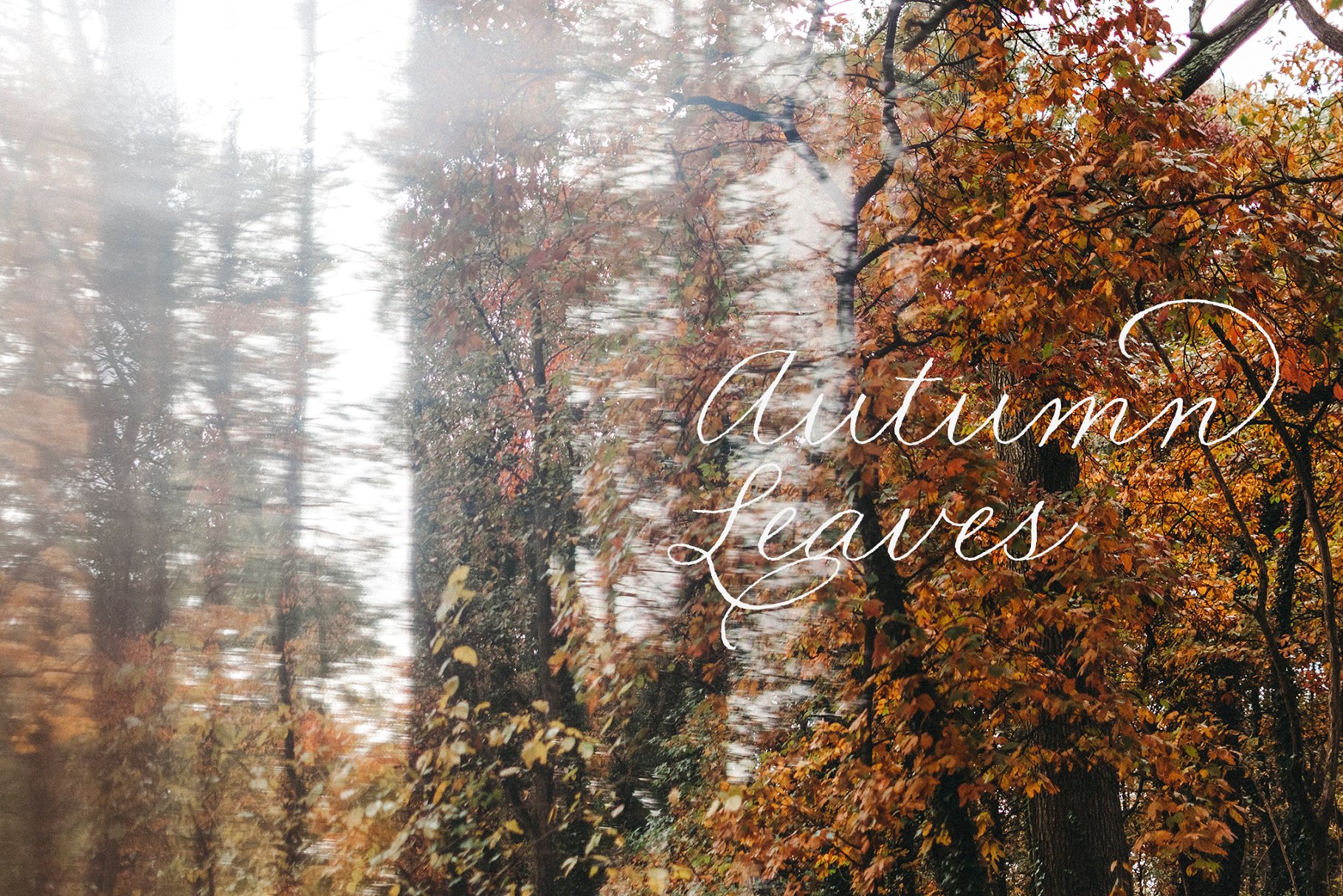 一组秋天落叶背景集  Autumn Leaves Collection插图(1)