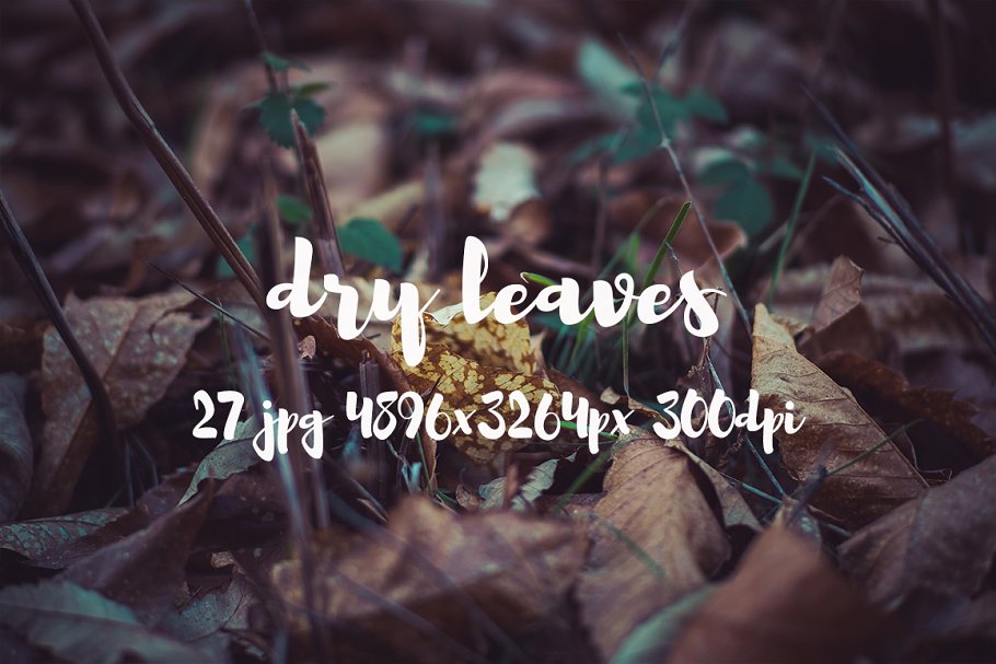 枯叶落叶高清照片素材 Dry leaves photo pack插图(12)