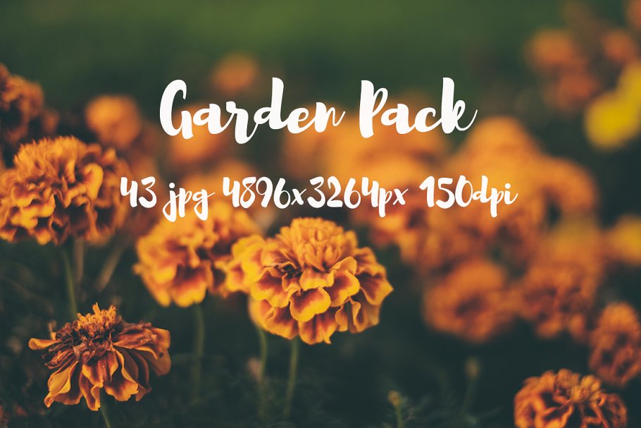 花园植物花卉高清照片合集 Garden photo Pack插图