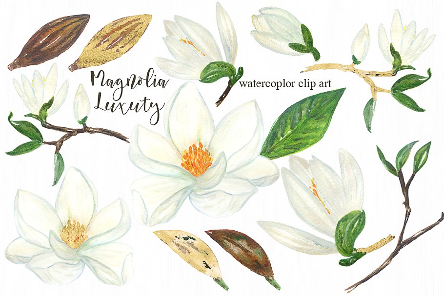 白玉兰花卉奢华剪贴画 Magnolia white luxury clipart插图3