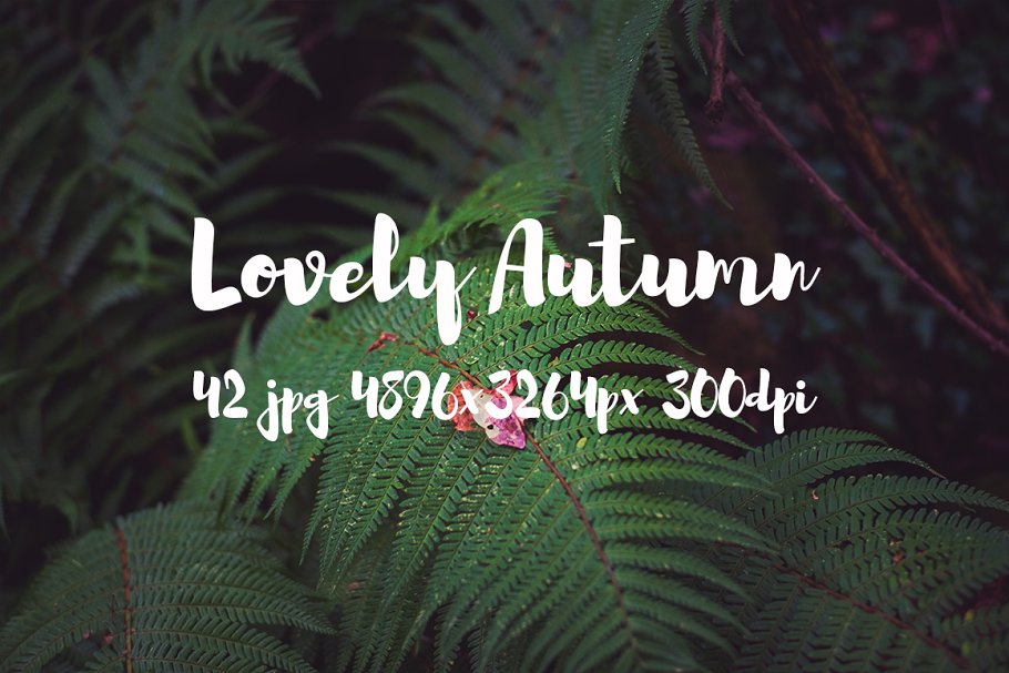 可爱秋天主题高清照片素材 Lovely autumn photo bundle插图2