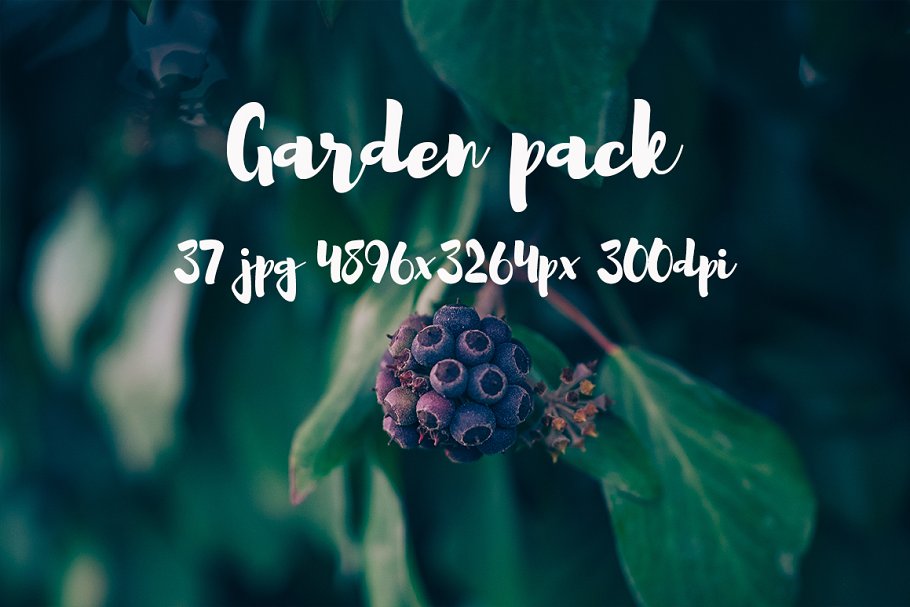 花园花卉植物高清照片素材 Garden photo Pack III插图11