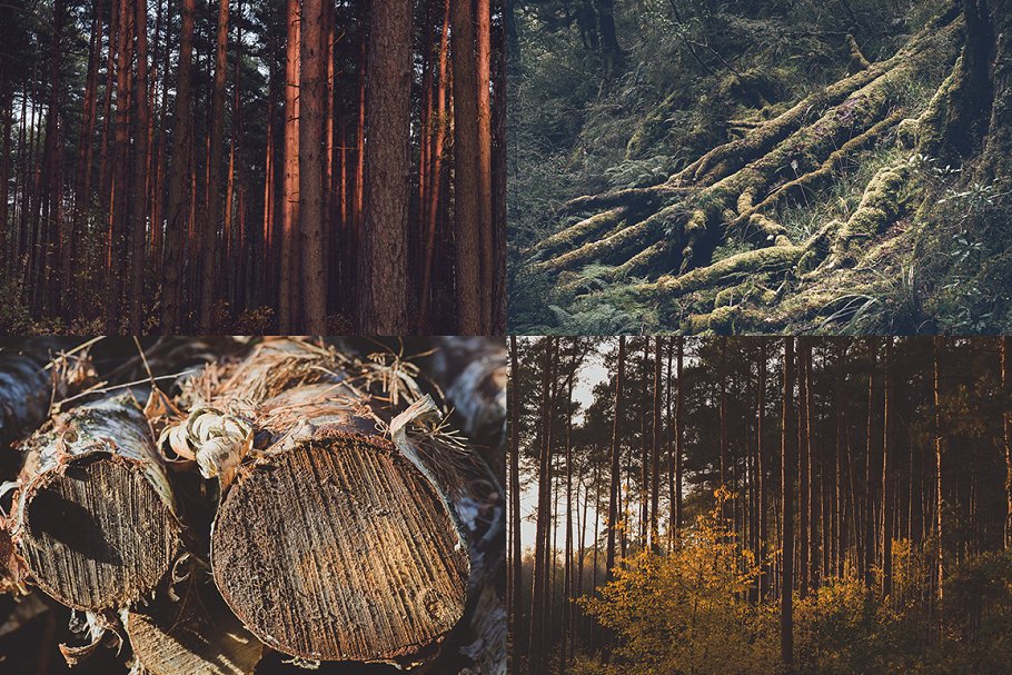 森林主题高清照片素材 IN THE FOREST (12 Premium Photos)插图(3)