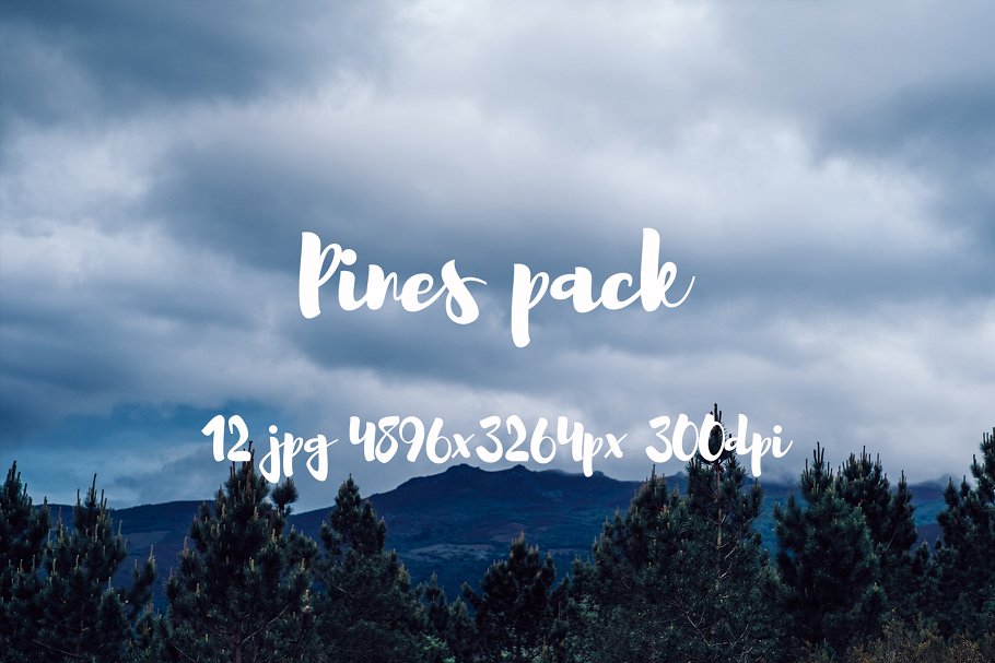 高清松树林照片素材包 Pines photo pack插图(1)