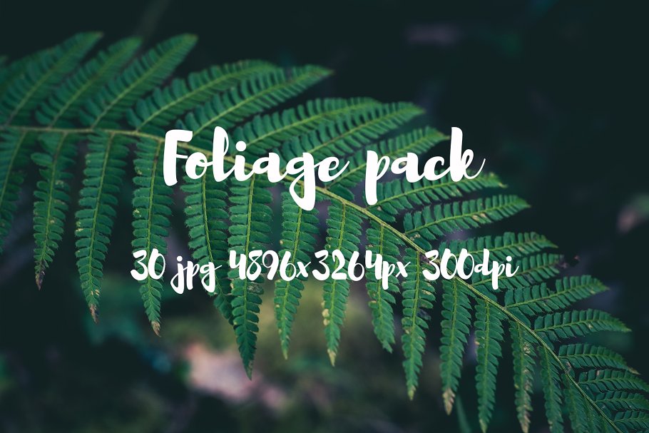 高清蕨类植物照片素材 Foliage Photo Pack插图(19)