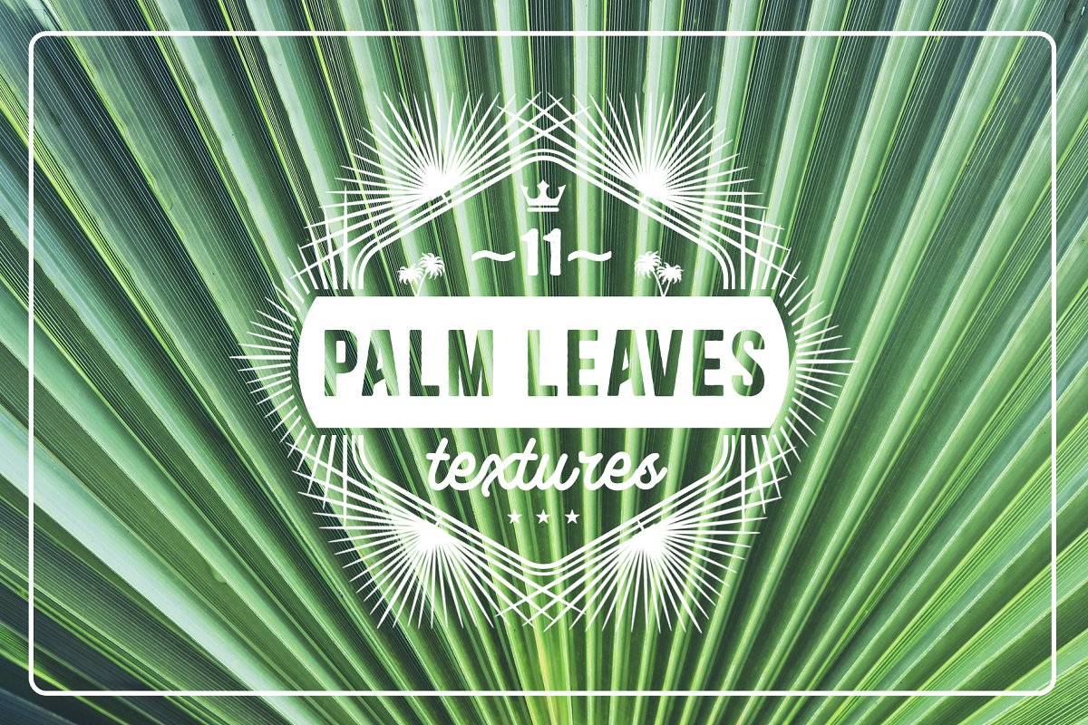 热带植物棕榈叶纹理背景插图