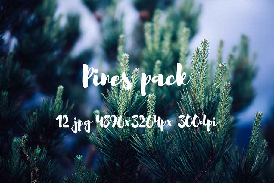 高清松树林照片素材包 Pines photo pack插图(4)