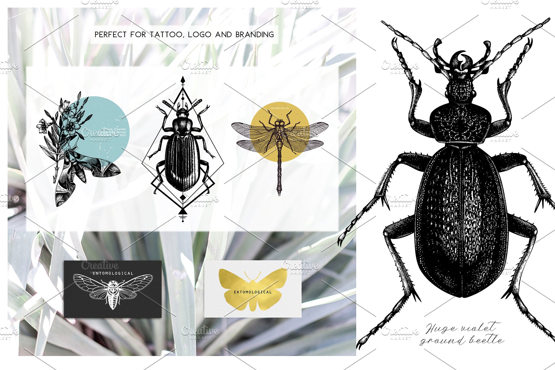 昆虫矢量插图集 Vector Insects Illustrations Set插图3