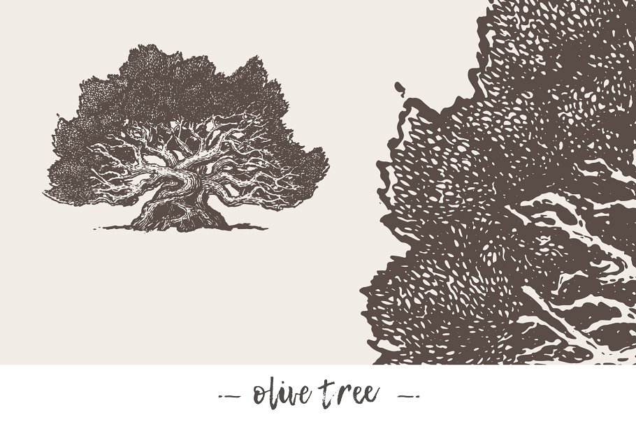 各种树木手绘矢量图形合集 Big collection of high detail trees插图6