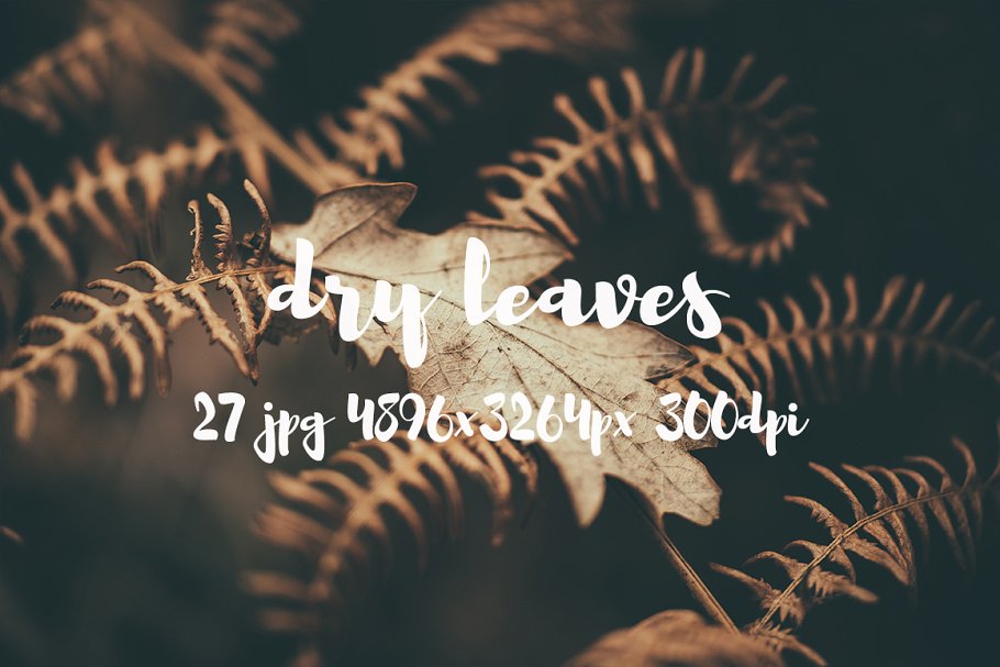 枯叶落叶高清照片素材 Dry leaves photo pack插图