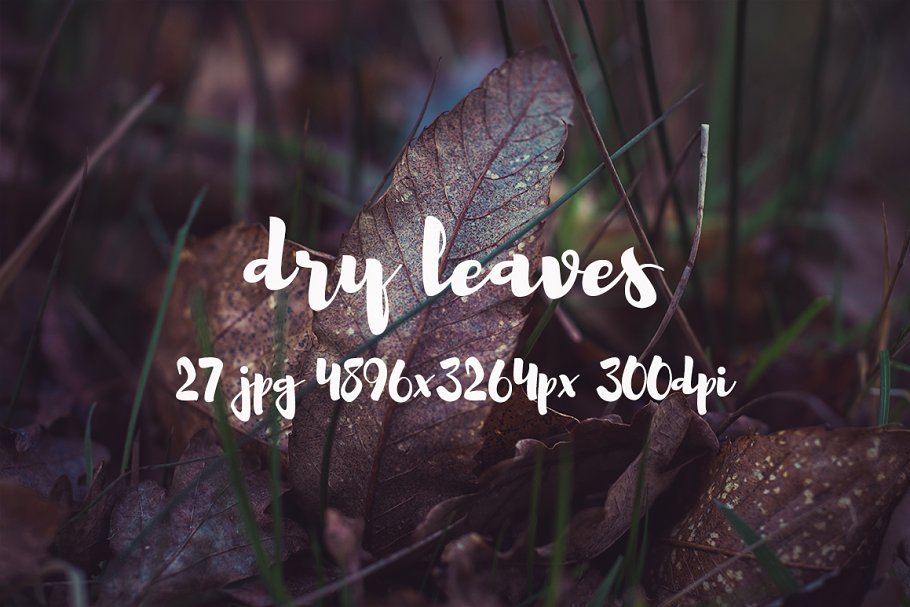枯叶落叶高清照片素材 Dry leaves photo pack插图(11)