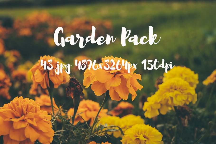 花园植物花卉高清照片合集 Garden photo Pack插图5