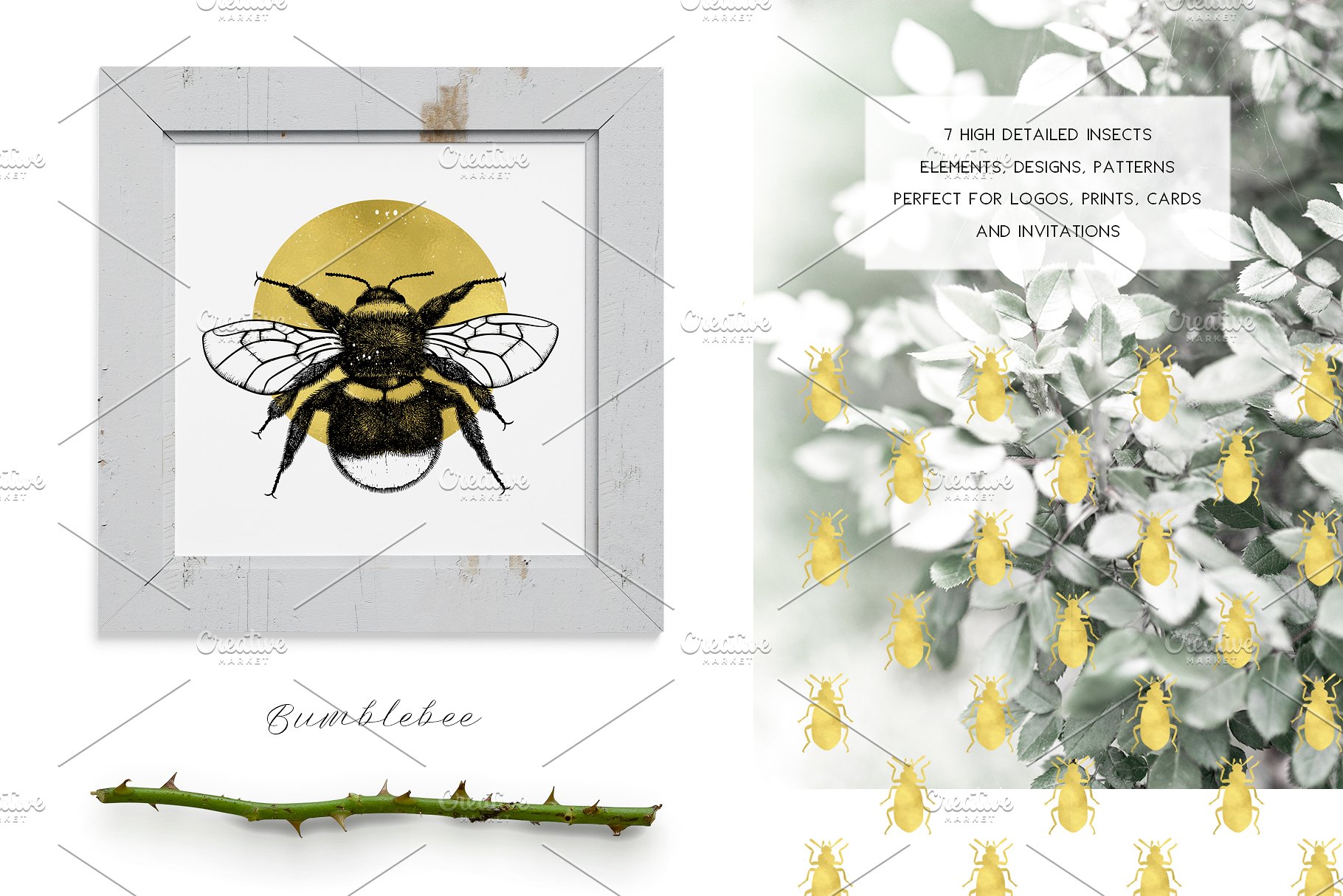 昆虫矢量插图集 Vector Insects Illustrations Set插图2
