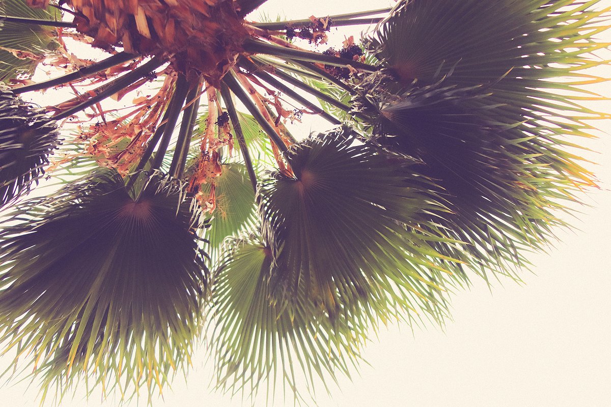 热带植物棕榈叶纹理背景插图1
