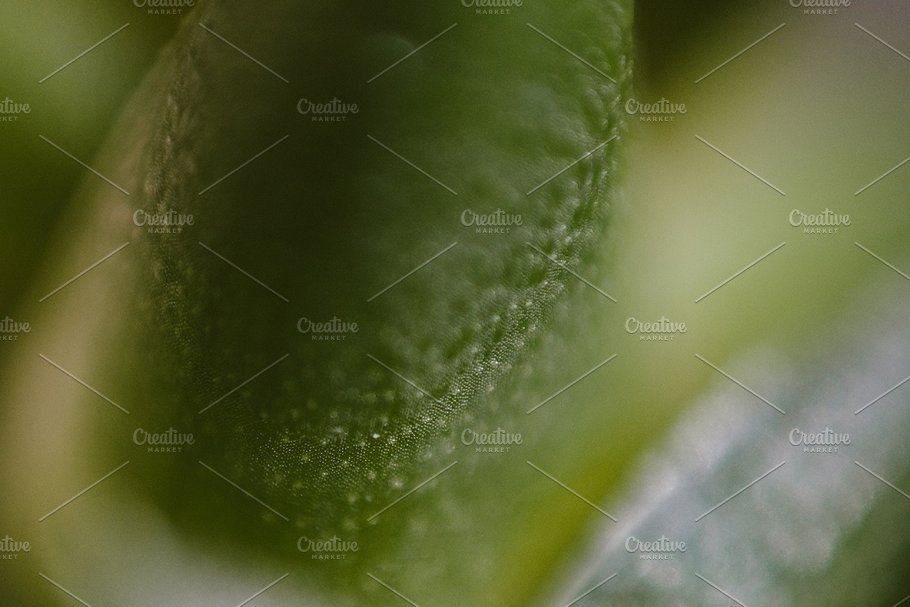 植物花卉特写镜头高清照片素材 Organic 2插图15