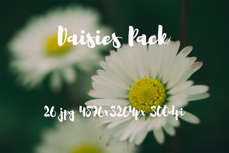 雏菊特写镜头高清照片素材 Daisies photo Pack插图(12)