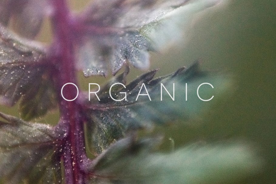 20张高清分辨率花卉植物特写镜头照片 Organic插图1