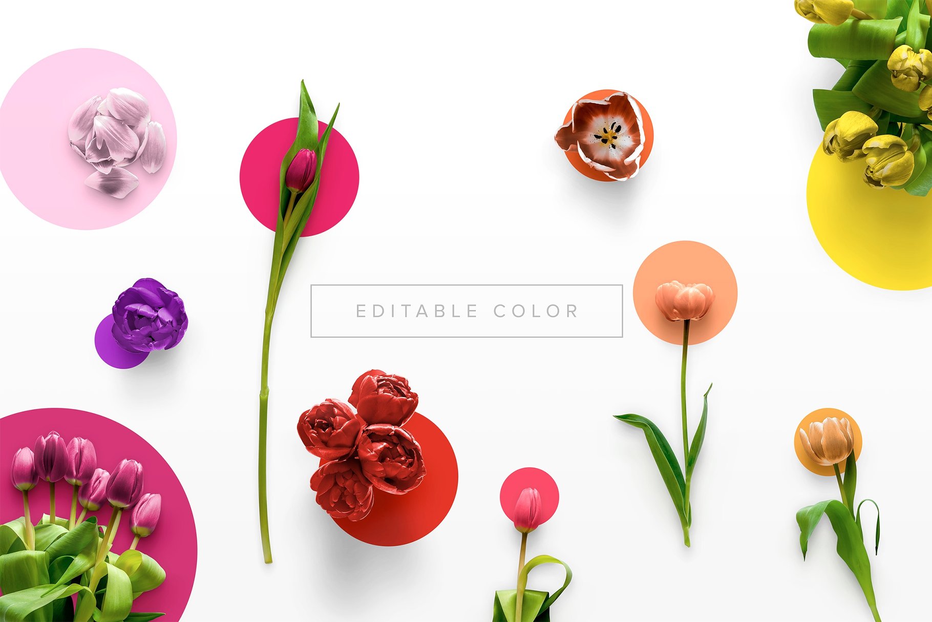 郁金香花卉场景样机 Flower Tulips Edition – Custom Scene[1.18GB]插图(1)