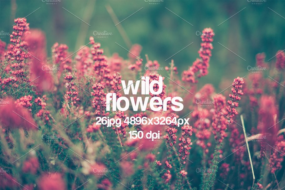 乡间野花高清照片素材 wild flowers photo pack插图(3)