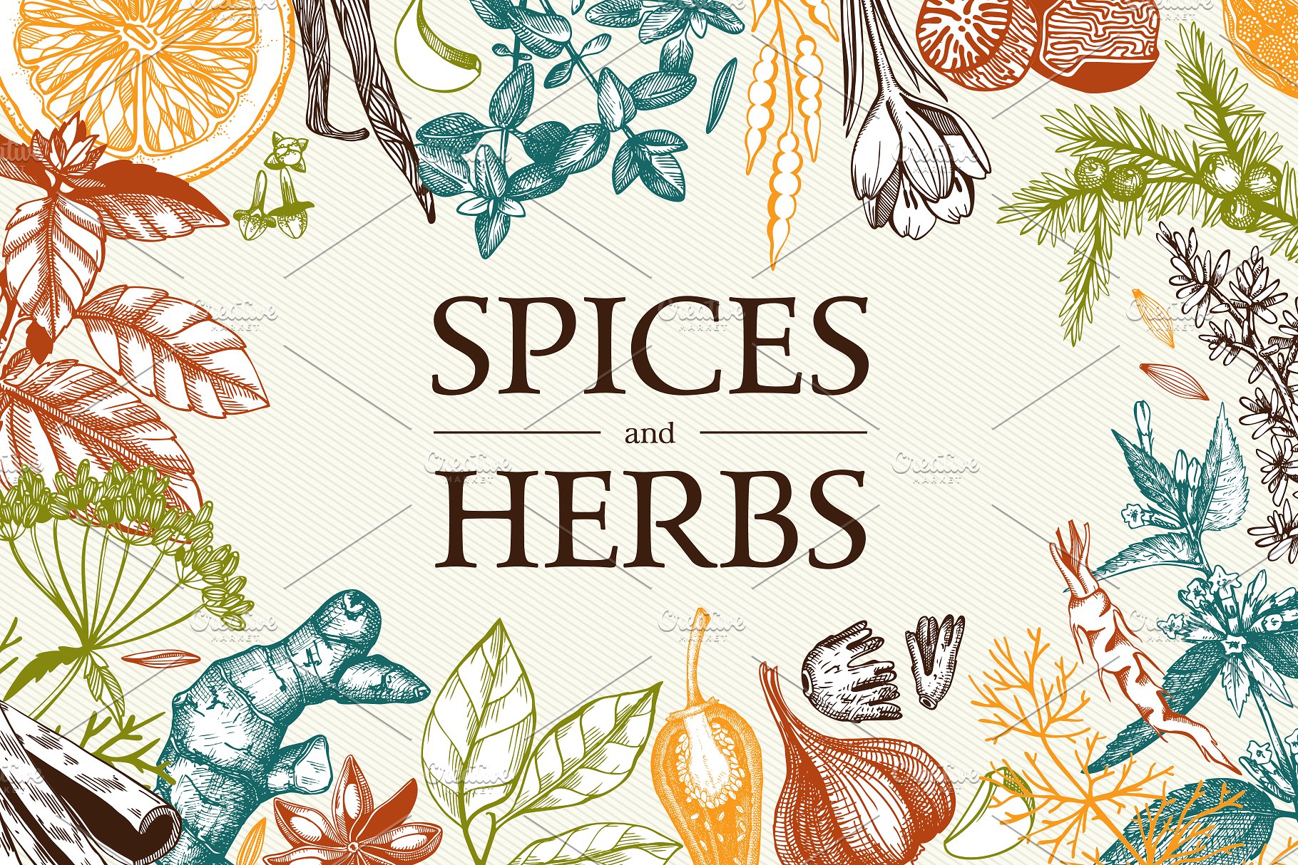 厨房香料及香草矢量插画 Vector Kitchen Spice & Herbs Set插图