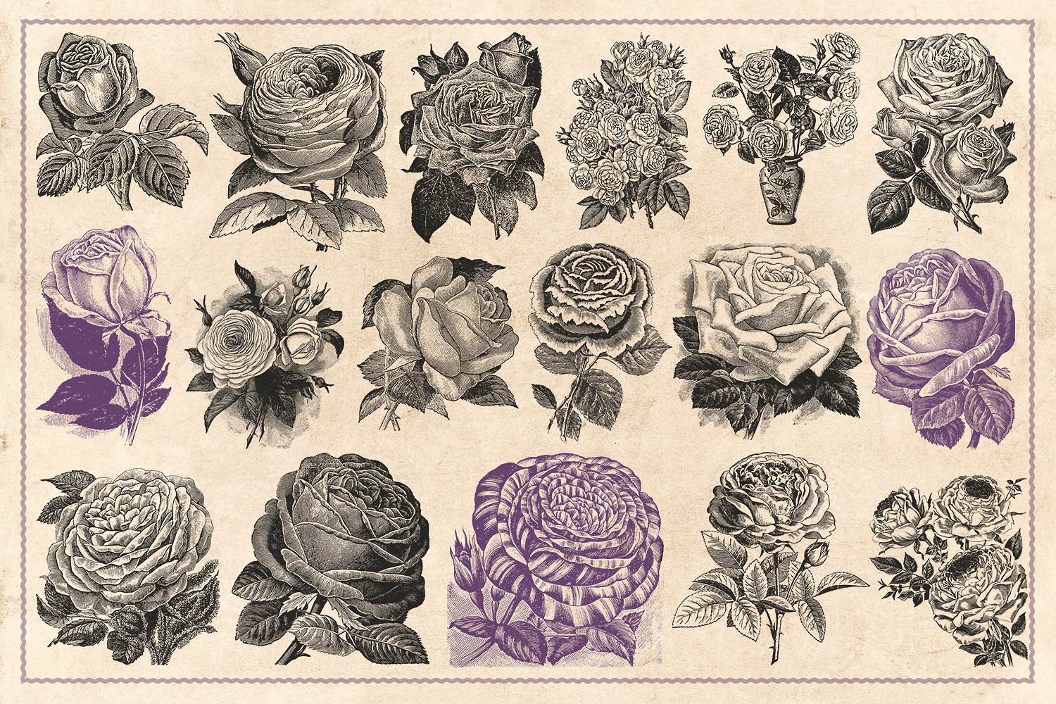 70款手绘怀旧风格的玫瑰花矢量素材下载[eps,png]插图(4)
