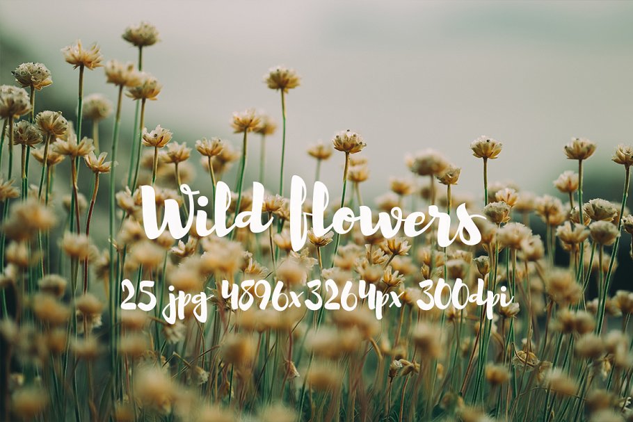 野外花卉特写镜头高清照片 II Wild Flowers II photo pack插图(5)