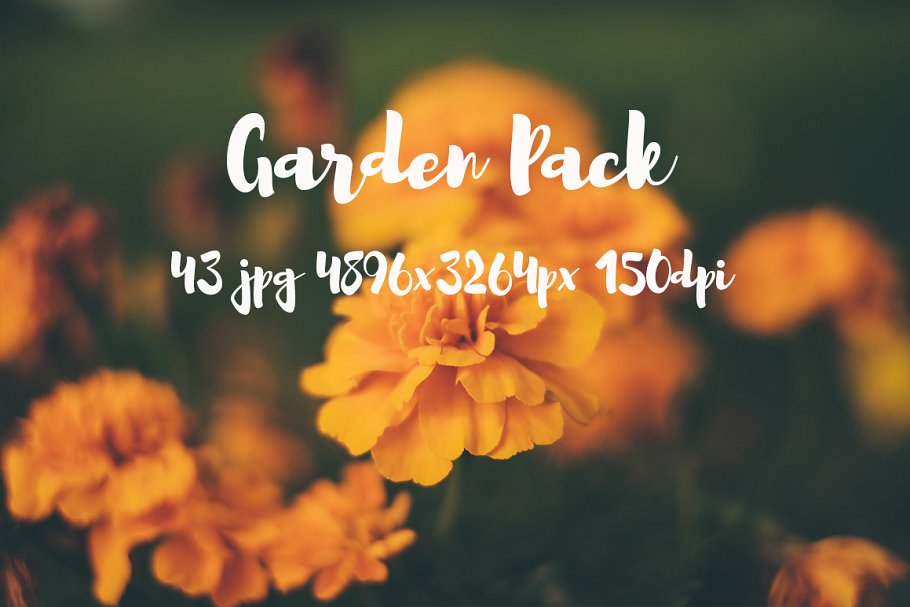 花园植物花卉高清照片合集 Garden photo Pack插图2