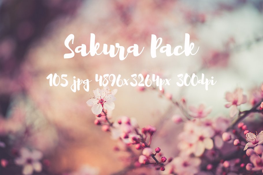 樱花特写高清照片合集 Sakura photo Pack插图3