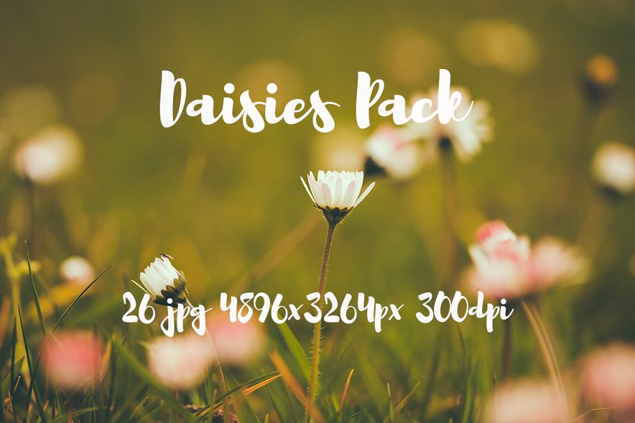 雏菊特写镜头高清照片素材 Daisies photo Pack插图(6)