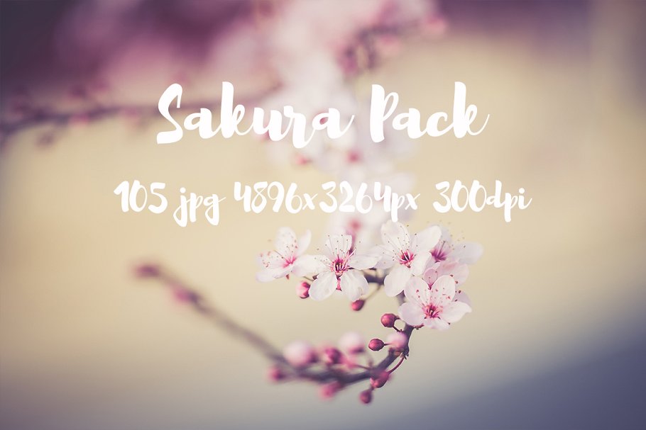 樱花特写高清照片合集 Sakura photo Pack插图