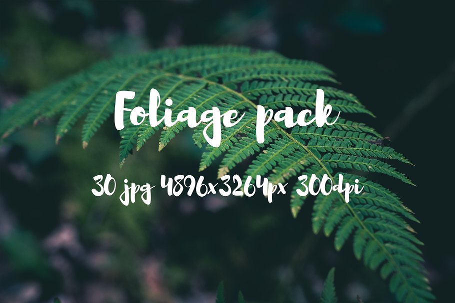 高清蕨类植物照片素材 Foliage Photo Pack插图(20)