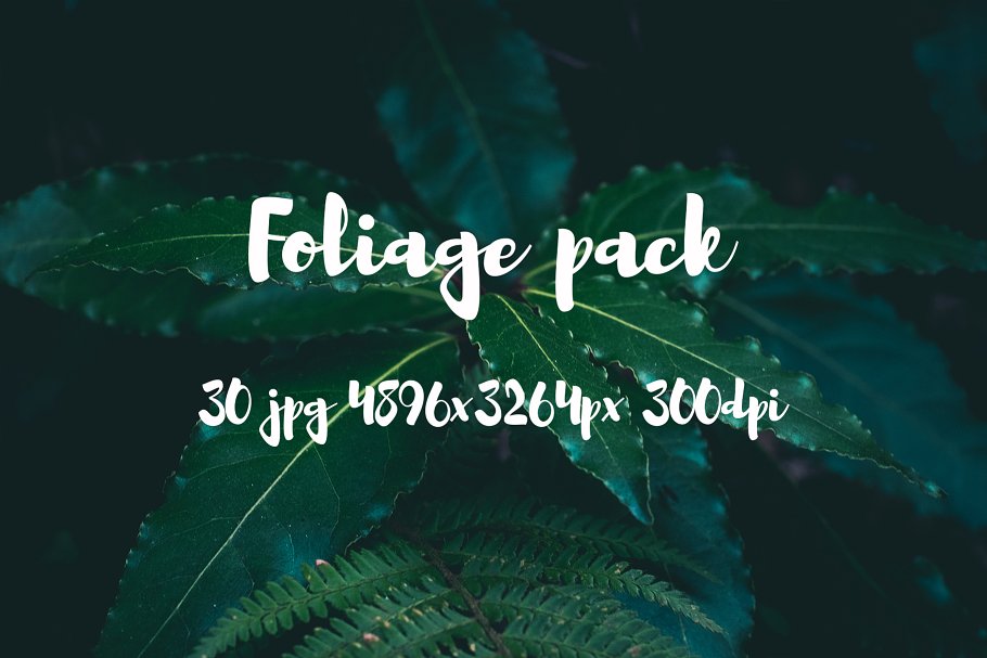 高清蕨类植物照片素材 Foliage Photo Pack插图(18)