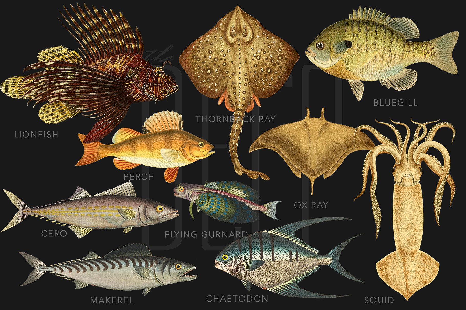 40年代复古深海类海洋生物科学插图 The Deep Sea Creature Illustrations插图(4)